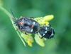 Eurydema oleracea